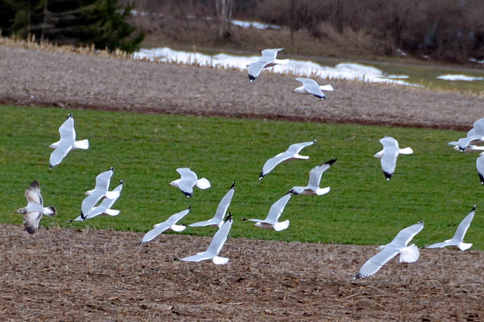A flock of seagulls flying over a farmer's field