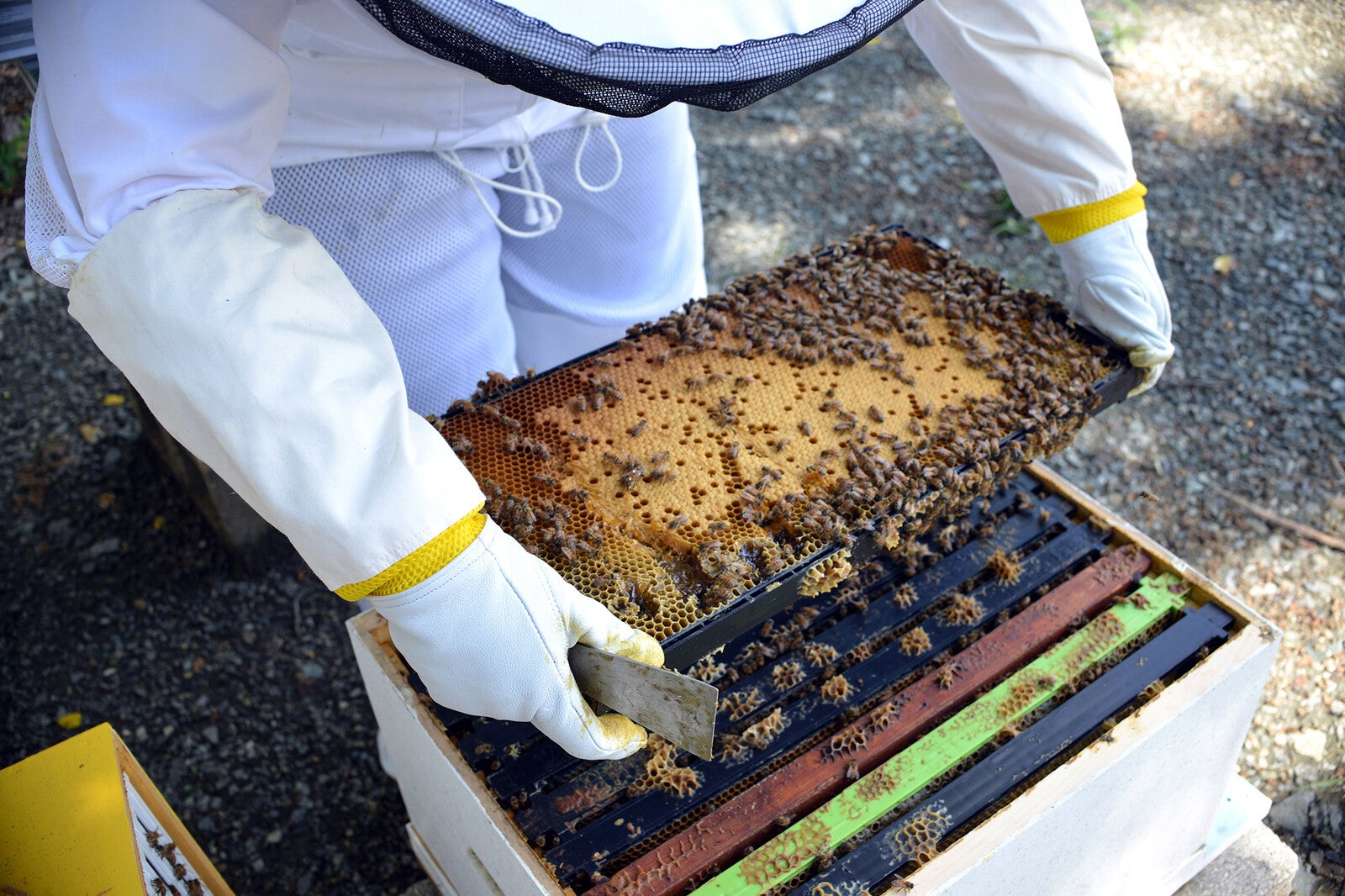 honeybee hives from beekeeper