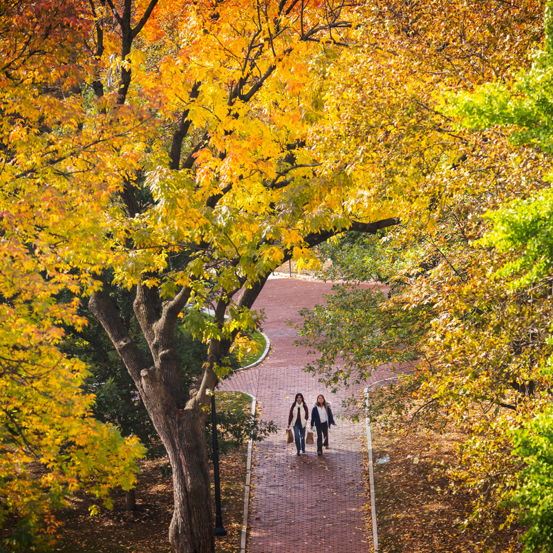 Two students walking down locust walk under orange trees.